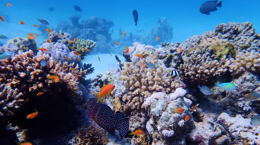 Przybrzeżne rafy barierowe w okolicach Marsa Alam w Egipcie; fot. M. Zapalski