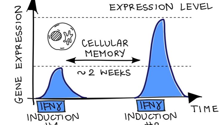Figure: Transcriptional memory in human cells. Cells exposed to interferon gamma express specific genes. When the stimulus reoccurs, two weeks later, some genes show higher expression levels. Dr. Siwek investigated the mechanisms leading to such stronger expression. Credit: Wojciech Siwek