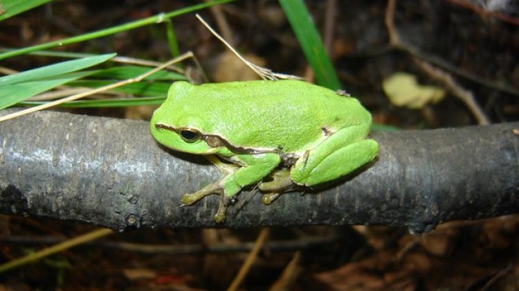 European tree frog in the nature reserve Stawy Milickie. Credit: Giulia Casasole, press materials