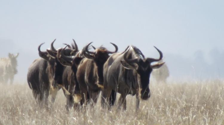 Migration in Serengeti Plains, Tanzania. Credit: Tom Morrison