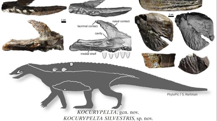 Credit: Journal of Vertebrate Paleontology (from Department of Palaeobiology and Evolution, the Faculty of Biology, University of Warsaw)