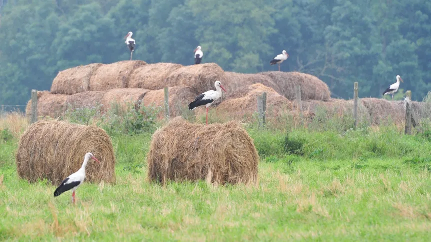 Stargard Szczeciński, 14.07.2014. Kilkadziesiąt bocianów na polu w okolicy Stargardu Szczecińskiego. Jest to nietypowa pora sejmiku bocianiego, ponieważ bociany zbierają się najczęściej w sierpniu przed odlotem do ciepłych krajów. (mb/mr) PAP/Marcin Bielecki
