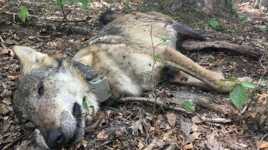 Fotografia zastrzelonego wilka z obrożą telemetryczną (wrzesień 2019 r., obrzeża Roztoczańskiego Parku Narodowego) autorstwa dr. inż. Przemysława Stachyry z Roztoczańskiego Parku Narodowego, współautora pracy.