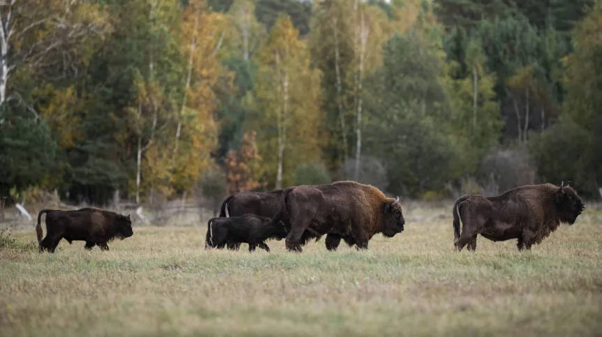 Białowieża, 11.10.2019. Stado żubrów na polanie, 11 bm. w Puszczy Białowieskiej. (mz/amb) PAP/Michał Zieliński