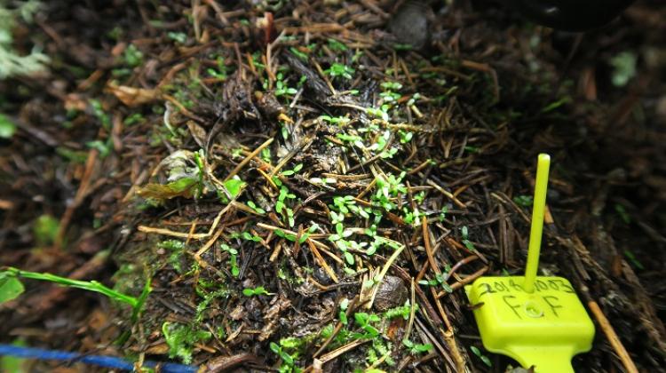 Bilberry seedlings germinating from a brown bear scat located at a bear resting site in the Tatra Mountains. Credit: Nuria Selva.