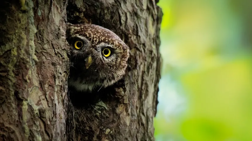 Glaucidium passerinum, sóweczka, Adobe Stock