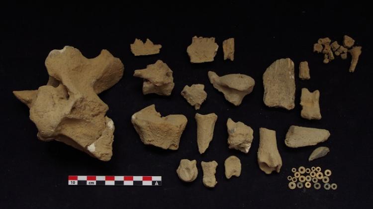 Animal remains from Letti, incl. cattle remains (left). Credit: M. Osypińska/P. Osypiński