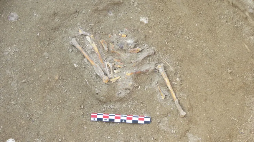 Szczątki jednego z bezgłowych sokołów, fot. M. Osypińska