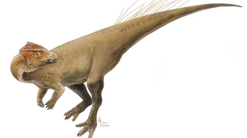 Przyżyciowa rekonstrukcja dinozaura Homalocephale z późnej kredy (80 mln) lat temu Pustyni Gobi w Mongolii. Autor Jakub Zalewski