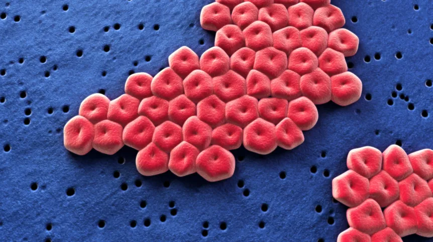 Acinetobacter baumannii pod mikroskopem. Fot. Adobe Stock