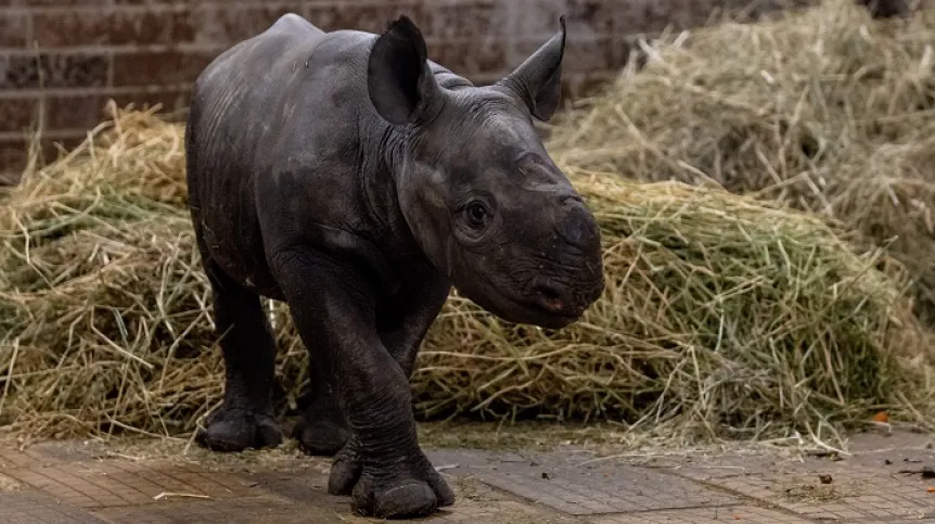 Zdjęcie ilustracyjne - 10-dniowy nosorożec czarny (Diceros bicornis michaeli) o imieniu Magash w Safari Park w Dvur Kralove nad Labem, Czechy, 14 marca 2023. EPA/MARTIN DIVISEK