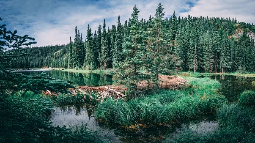 Bobrowa tama na jeziorze Horseshoe w Parku Narodowym Denali, Alaska. Fot. Adobe Stock