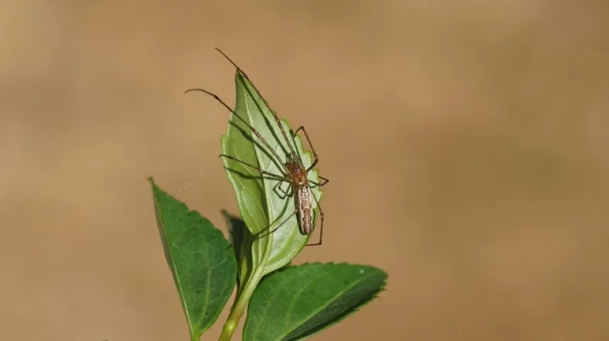 Pająk z rodziny kwadratnikowatych. Fot. Adobe Stock