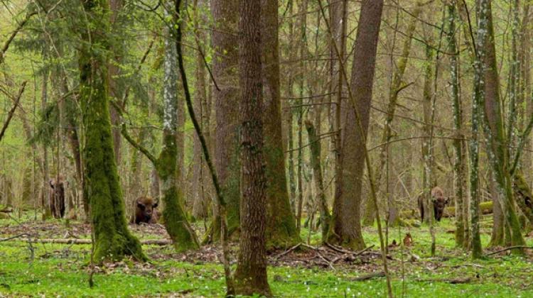 Puszcza Białowieska na pograniczu polsko-białoruskim charakteryzuje się wysokim bogactwem gatunkowym. Na tym obszarze zachował się prawie kompletny zespół ssaków charakterystyczny dla nizin środkowoeuropejskich. Obejmuje pięć gatunków kopytnych, w tym największą populację żubra (Bison bonasus) i dwa duże drapieżniki - wilka (Canis lupus) i rysia (Lynx lynx). Foto: Adam Wajrak.