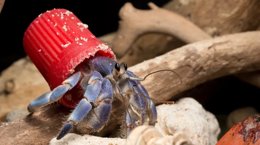 Krab pustelnik z plastikową nakrętką, fot. Shawn Miller, mat. prasowe