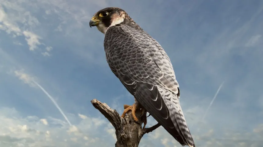sokół wędrowny, Adobe Stock
