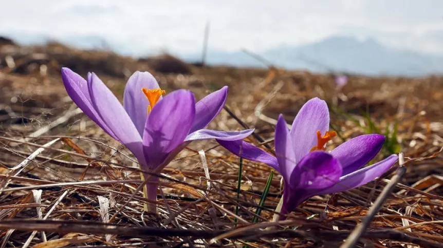 Zakopane, 29.02.2024. Pierwsze kwitnące krokusy na tatrzańskich łąkach. PAP/Grzegorz Momot