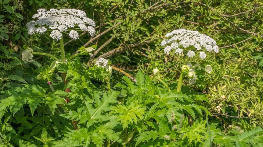 Heracleum mantegazzianum. Fot. Adobe Stock