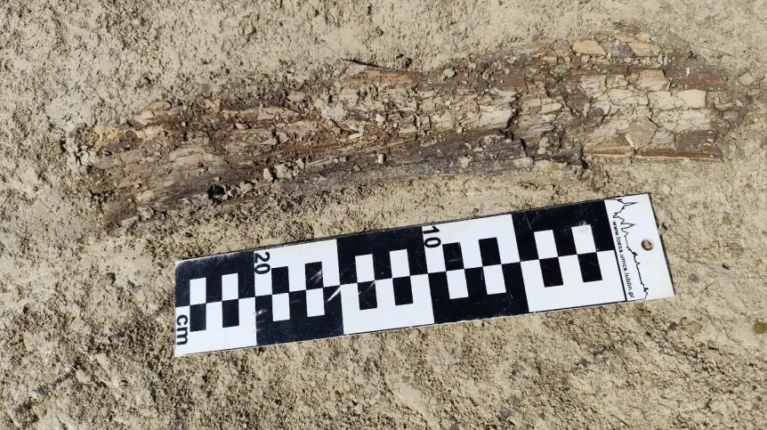 Fragment ciosu mamuta (stan zachowania w chwili odkrycia). Fot. P. Mroczek