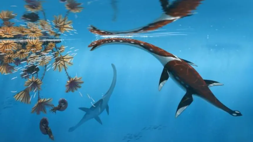 Ilustracja Plesionectes longicollum; autor Peter Nickolaus