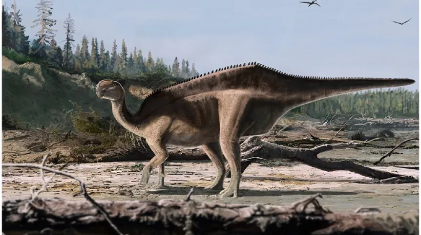 Istiorachis chasei. Autor ilustracji: James Brown. Grafika pochodzi z artykułu „The origins of neural spine elongation in iguanodontian dinosaurs and the osteology of a new sail-back styracosternan (Dinosauria, Ornithischia) from the Lower Cretaceous Wealden Group of England” (https://doi.org/10.1002/spp2.70034)