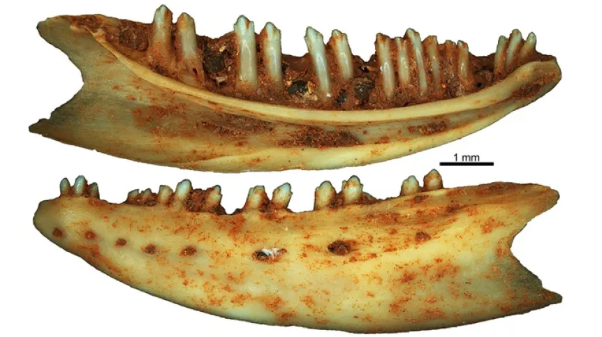 Z arch. Georgiosa Georgalisa, fragm.