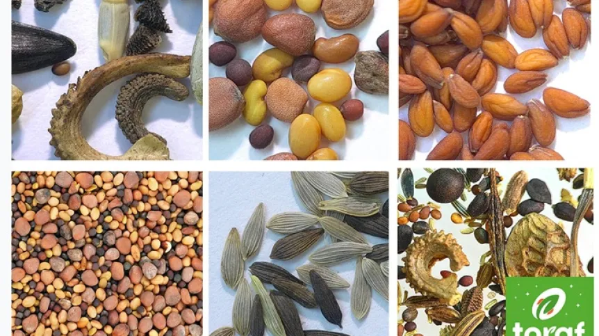 materiały prasowe Toraf