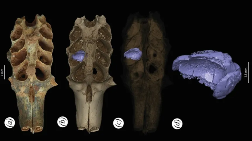 Część skamieniałej czaszki ssaka, zawierającej w zębodołach osad, który okazał się być wytworem prehistorycznych pszczół. Fot. Lazaro Viñola López