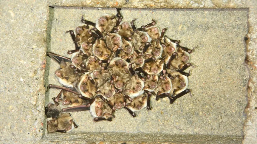 Fot. materiały prasowe Uniwersytet Przyrodniczy we Wroclawiu