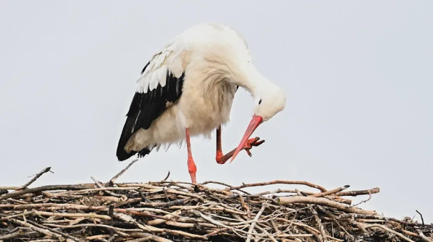 Wiślica, 01.01.2026. Bocian Wojtuś zimujący w gnieździe na terenie gospodarstwa Maryli i Grzegorza Kamińskich w Wiślicy. PAP/Piotr Polak