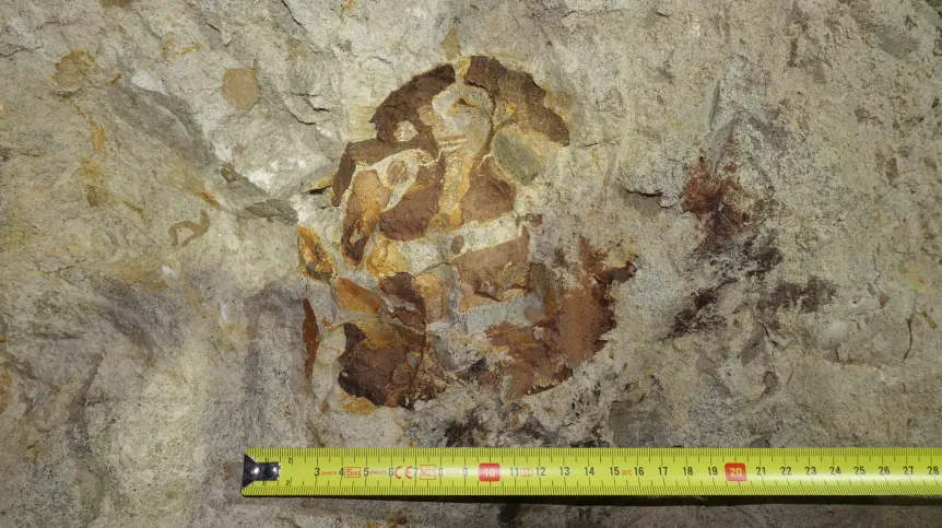 Zdjęcie zachowanej w ścianie kopalni w Annopolu czaszki ichtiozaura. Autor: Grzegorz Gajek. 