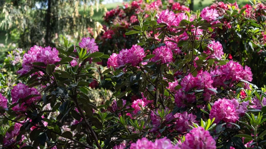 Rododendrony kwitnące w Arboretum Wojsławice Ogrodzie Botanicznym Uniwersytetu Wrocławskiego w Niemczy, 28 bm. Ogród Botaniczny Arboretum Wojsławice posiada kolekcję narodową rododendronów. (mk/ibor) PAP/Maciej Kulczyński