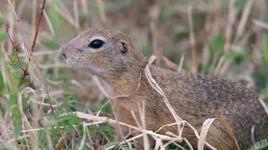 Fot. A. Kepel/PTOP „Salamandra”