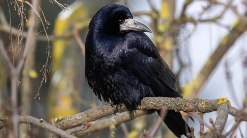 05.01.2025. Gawron (Corvus frugilegus). PAP/Darek Delmanowicz