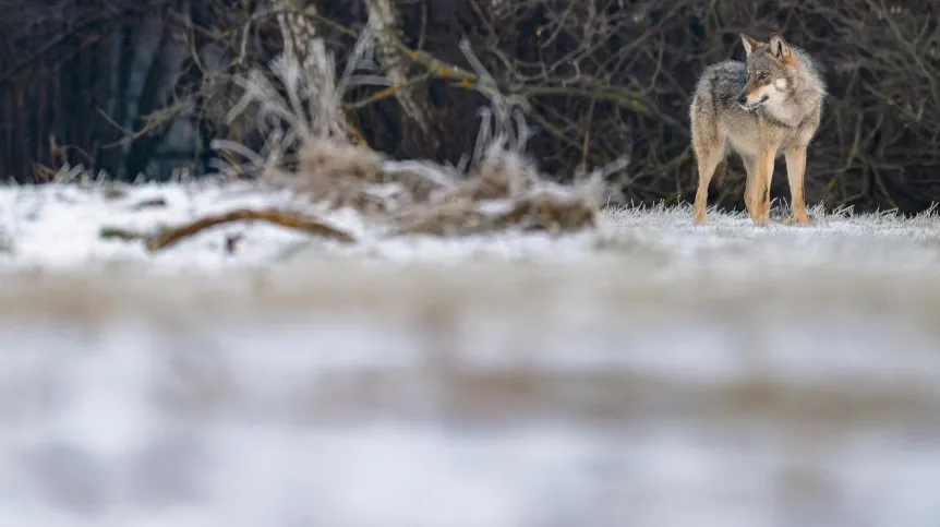 06.01.2026. Wilk Szary (Canis lupus). PAP/Marcin Gadomski