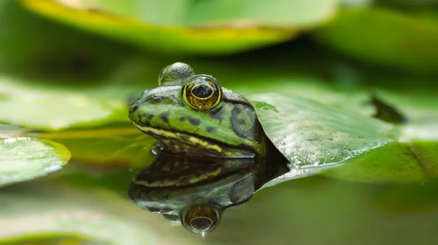 Amerykańska żaba rycząca, staw w Kalifornii Południowej, Adobe Stock