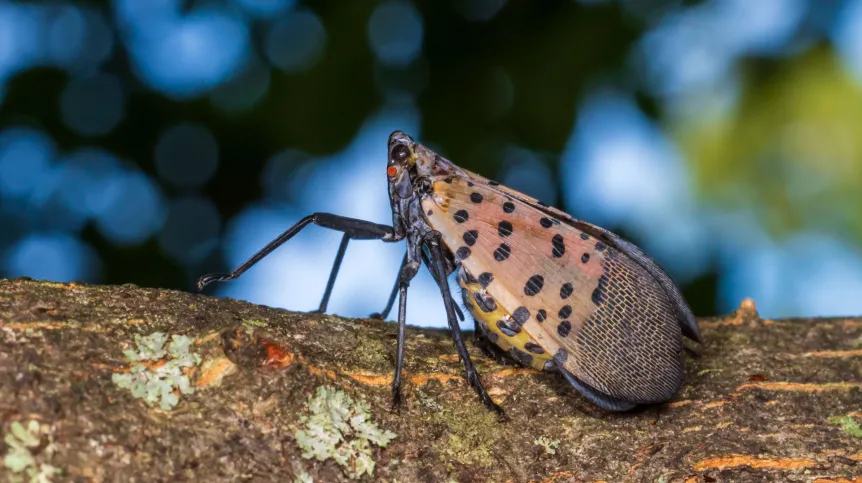 Lycorma delicatula. Fot. Adobe Stock