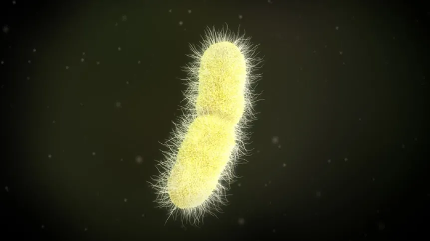 Wizualizacja bakterii klebsiella pneumoniae, Adobe Stock