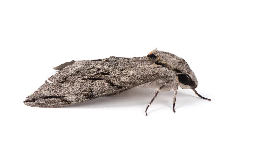 Zawisak tytoniowy (Manduca sexta). Fot. Adobe Stock