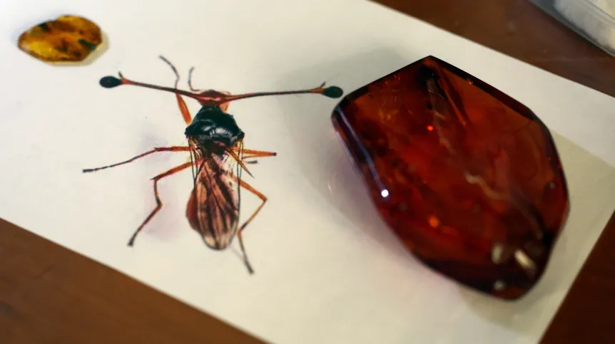 Kraków, 11.08.2026. Prezentacja zachowanego w bursztynie bałtyckim okazu muchówki z rodziny Diopsidae liczącej ok. 45 mln lat. Fot. PAP/Łukasz Gągulski 