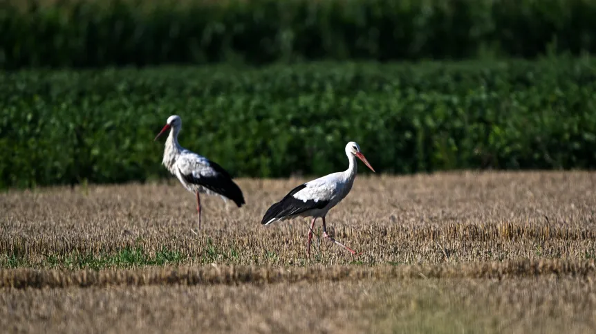 Stubno, 12.08.2026. Bociany białe (Ciconia ciconia) w Stubnie. Trwają sejmiki bocianie. Większość ptaków tego gatunku opuściło miejsca gniazdowania i są w drodze na zimowiska.  Fot. PAP/Darek Delmanowicz