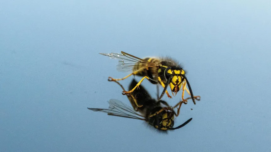18.08.2024. Osa pospolita (Vespula vulgaris). PAP/Darek Delmanowicz