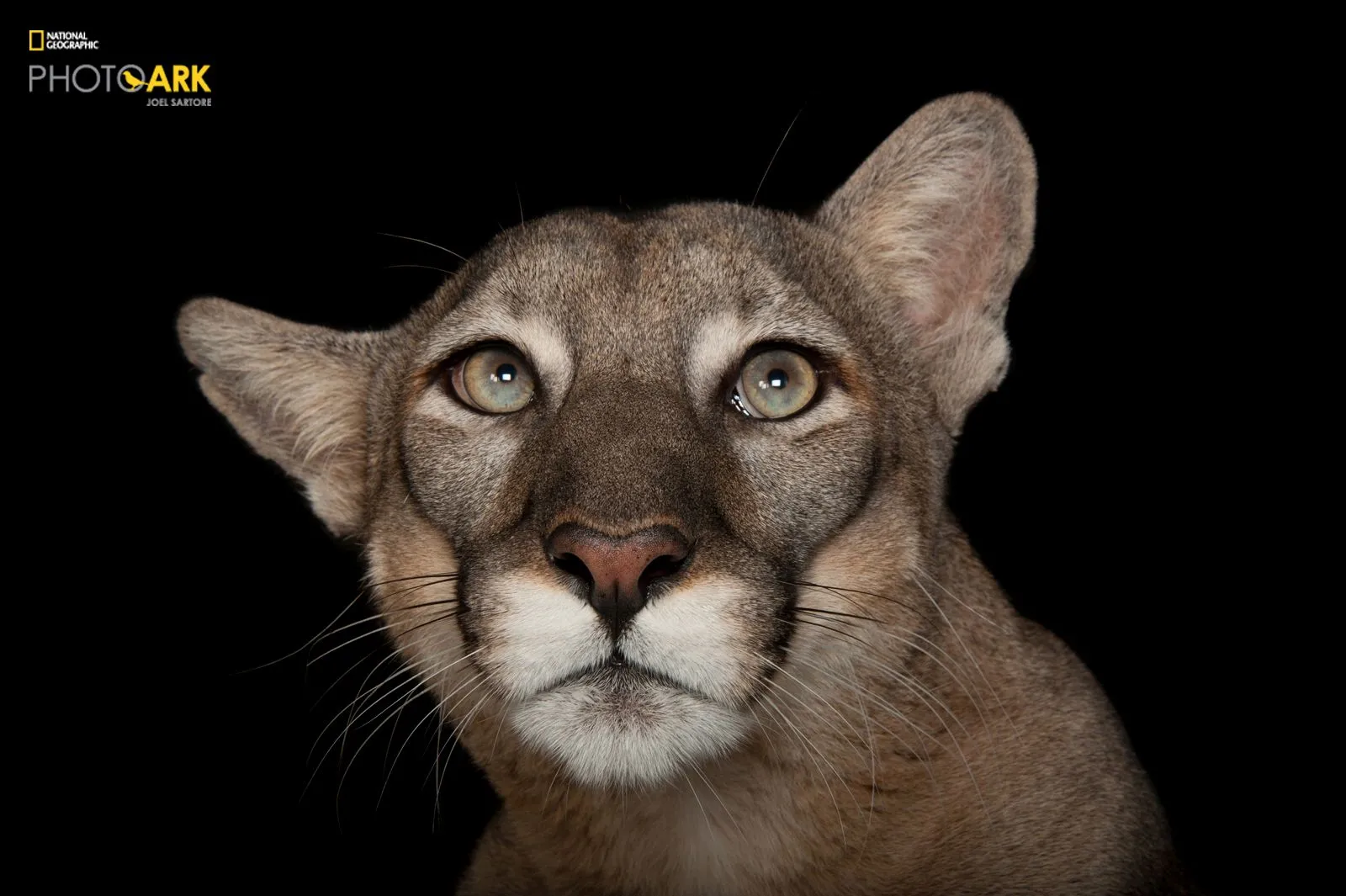  Fot. Joel Sartore/National Geographic Photo Ark/natgeophotoark.org 