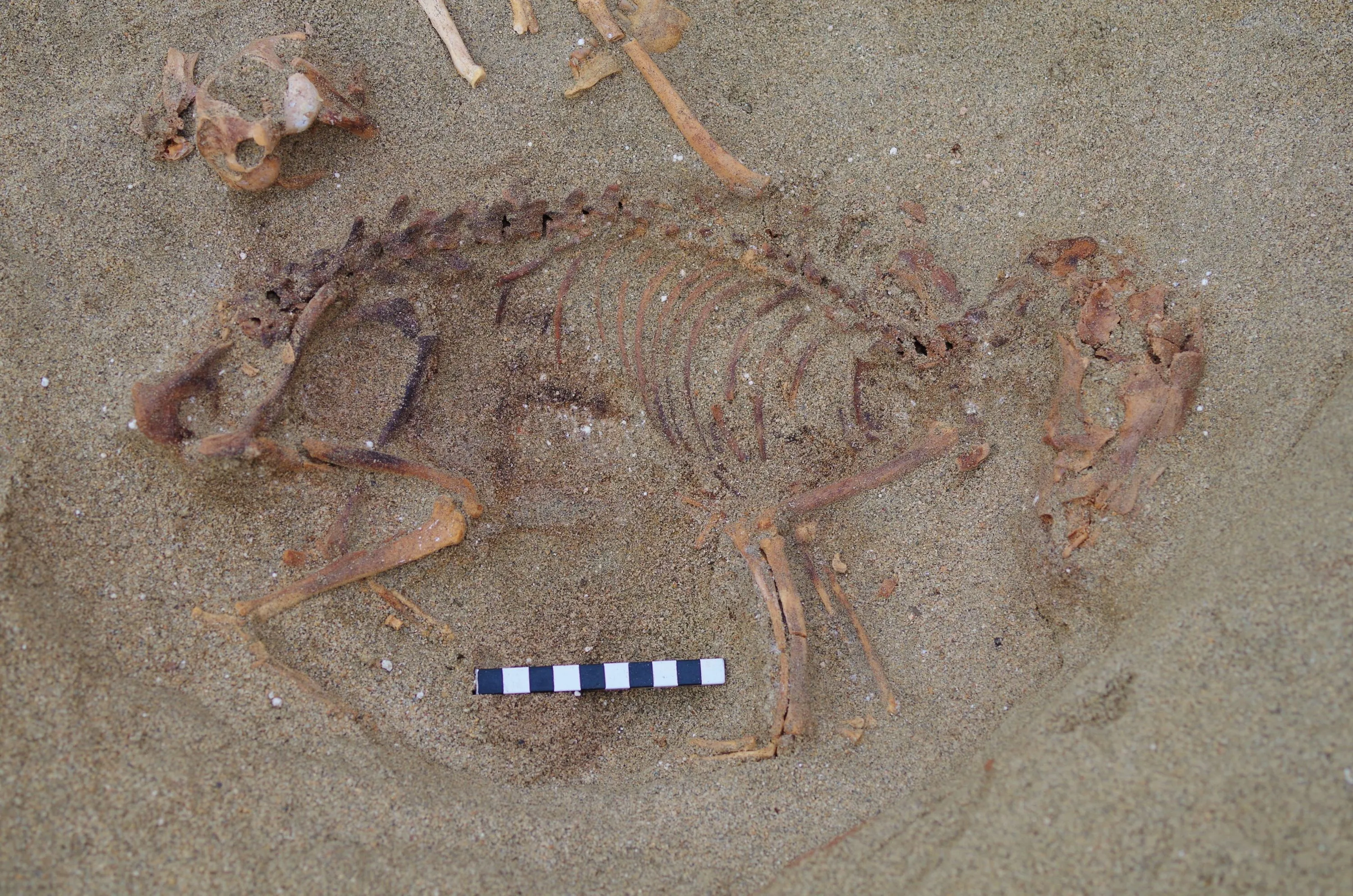 Szkielet maltańczyka. Fot. M. Osypińska 