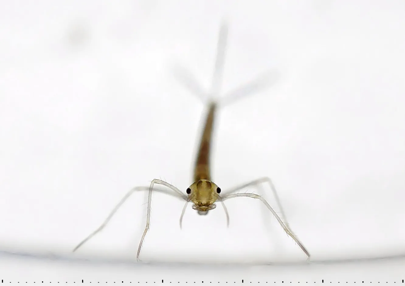 larwa badanego gatunku ważki pałątki pospolitej (Lestes sponsa), fot. Ulf Norling