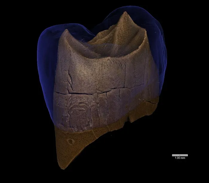 wirtualne modele neandertalskiego górnego przedtrzonowca z J.Stajnia (tu: widoczna „przeźroczysta czapa szkliwa” z powierzchnią zębiny) – M. Binkowski, obecnie CEO startupu technologicznego www.deventiv.com