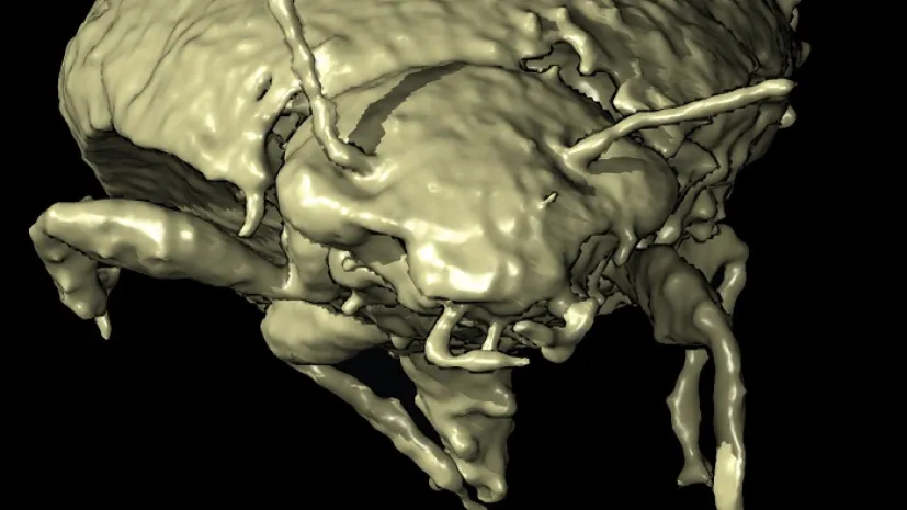 trójwymiarowa rekonstrukcja wyglądu T.coprolithica, Qvarnström et al.