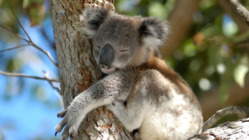 Współczesny koala. Fot. Adobe Stock