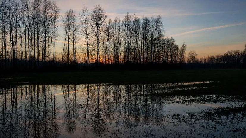 Puszcza Białowieska. PAP/Michał Zieliński 26.12.2017