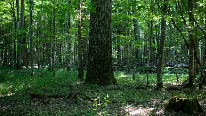 27.05.2024. N/z pejzaż leśny Puszczy Białowieskiej. PAP/Michał Zieliński